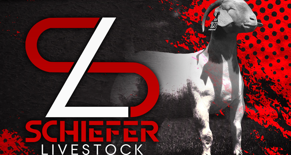 Schiefer Livestock